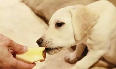 这8种食物是狗狗的最爱看到就会流口水