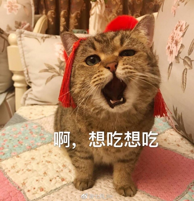 猫吃什么猫粮比较好？这10款值得一选！