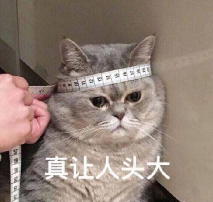 如何纠正猫咪挑食的坏习惯？